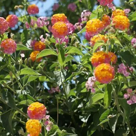 Hotel Star Santorini 3*