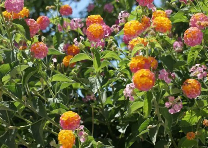 Hotel Star Santorini 3*